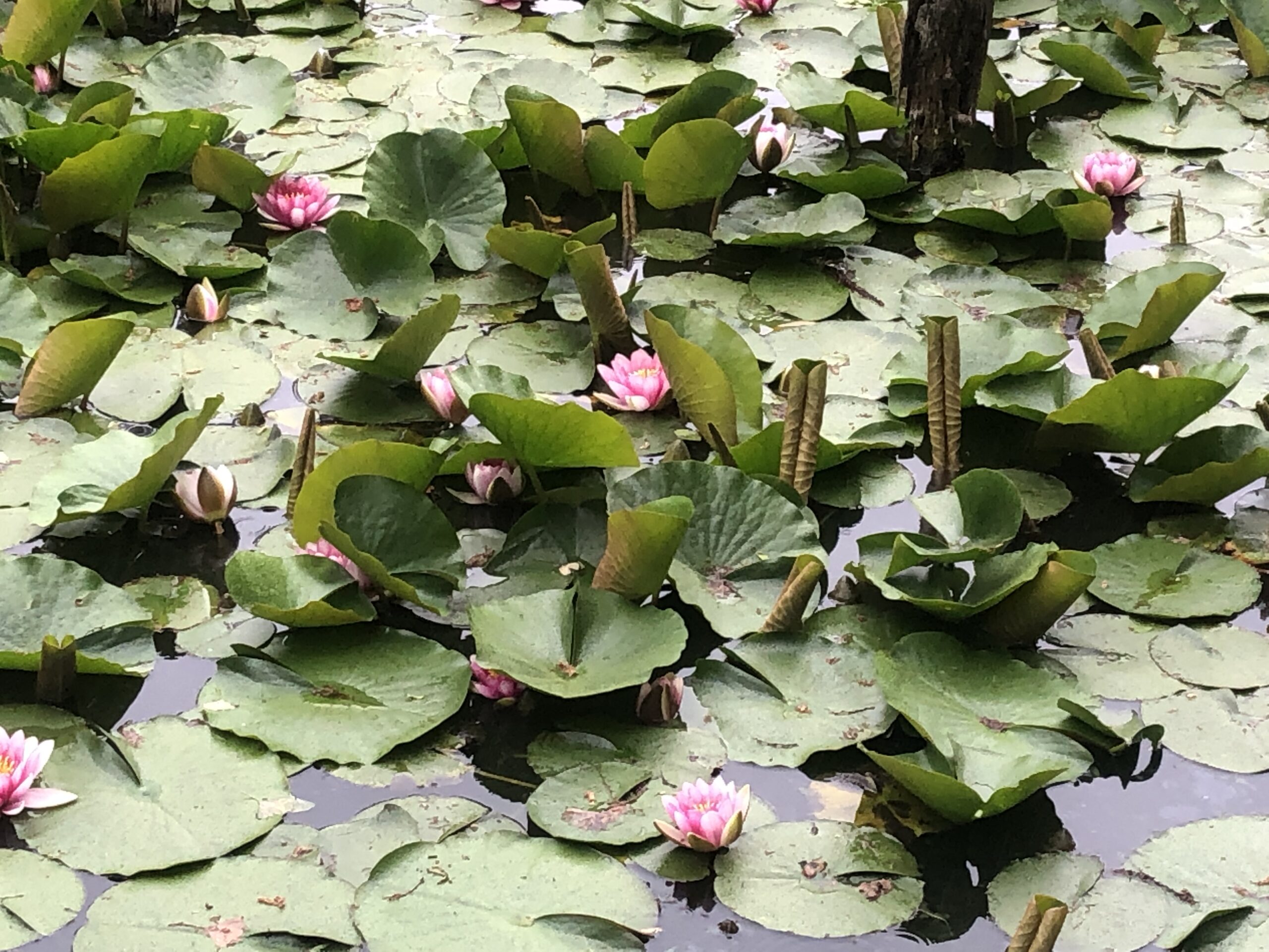 池と花